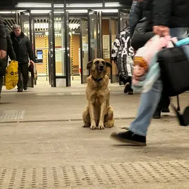 В Москве собака уже 2 недели ждет своих хозяев у входа в метро. Они бросили пса В Москве собака уже 2 недели ждет своих хозяев у входа в метро. Они бросили пса