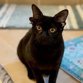 Котенок Добби с четырьмя ушами стал звездой соцсетей Котенок Добби с четырьмя ушами стал звездой соцсетей