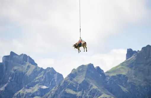 A slightly injured cow is flown by helicopter from the Klausen Pass due to its unfitness for the cattle drive (Almabtrieb), on the occasion of the «Bodenfahrt», during which about 1,000 cows move to lower Alps, on Tuesday, Aug. 18 2020, at Klausen Pass in Switzerland. (Urs Flueeler/Keystone via AP)