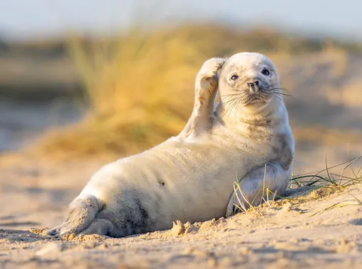 «Confused.» Seal, UK