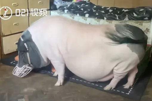 В Китае женщина завела мини-пига. Но оказалось, что это настоящая свинья весом около 150 кг