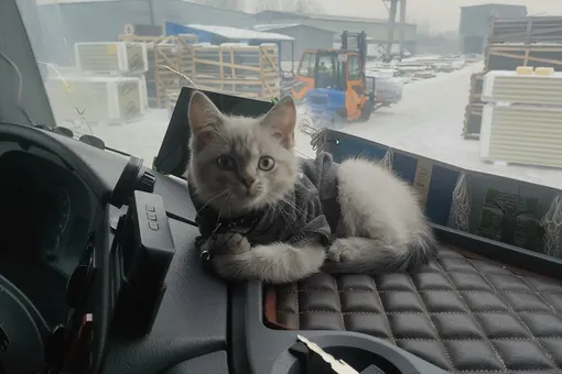 Знакомьтесь, котенок-дальнобойщик. Водитель из Иркутской области ведет блог и берет в поездки своего кота