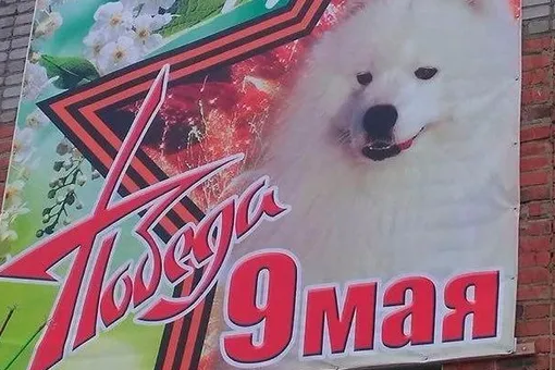 В кузбасском селе появились плакаты к 9 мая с псом. Баннерами заинтересовались в прокуратуре