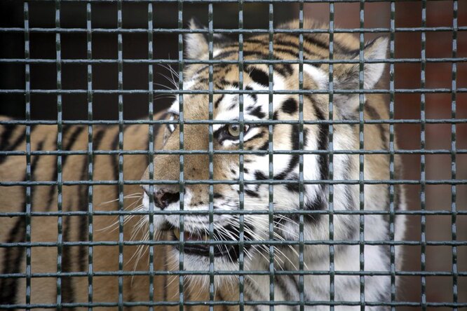 Тигрица заразилась коронавирусом в зоопарке Нью-Йорка. Это первый выявленный случай заражения животного в США
