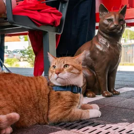 В Польше поставили памятник коту по кличке Рысю, который всегда приходит проводить свою хозяйку на поезд