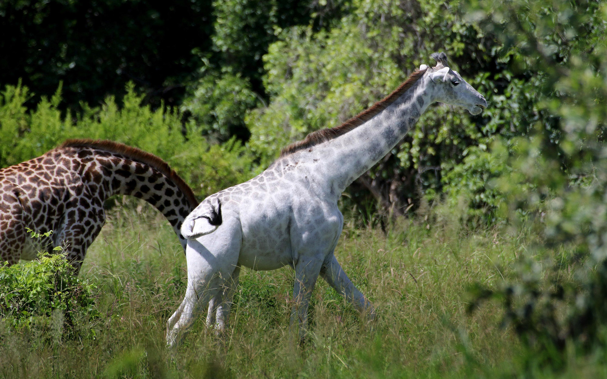 В Кении убили самку редкого белого жирафа и ее детеныша