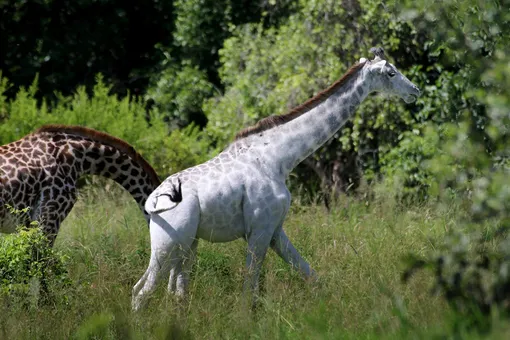 В Кении браконьеры убили последнюю в мире самку белого жирафа и ее детеныша