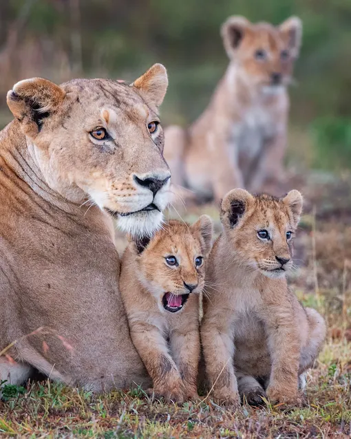 «Wowza!» Lion Cub, Masai Mara, Kenya