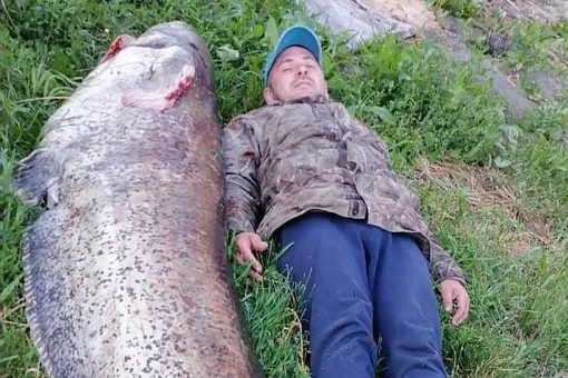 «Ну вкуснятина». Рыбак из Ульяновска поймал и приготовил 105-килограммового сома