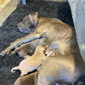 В Коннектикуте собаку по кличке Майя разлучили с новорожденными щенятами. Четверых из них удалось найти — они воссоединились с мамой