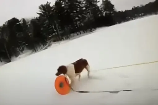 В США собака помогла спасти хозяина, провалившегося под лед