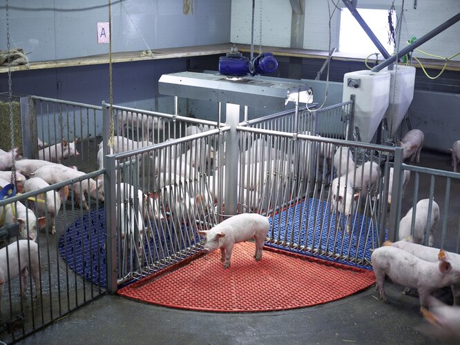 Инновационный центр свиноводства (VIC), Стерксел, август 2012