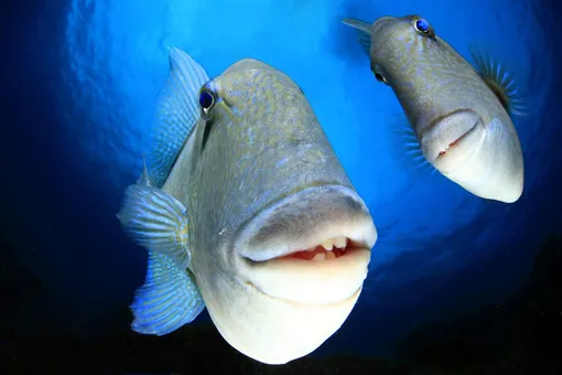 Say CheeeeeeeseA couple of triggerfish looking into the camera in Faial, AzoresPhotograph: Arturo Telle/Comedywildlifephoto.com