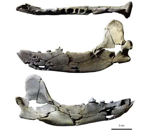 Нижняя челюсть Tartarocyon cazanavei