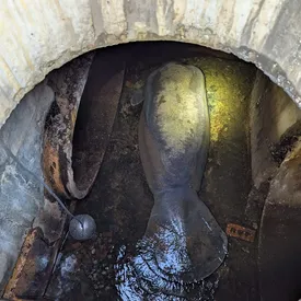 В США в канализации обнаружили 186-килограммового ламантина