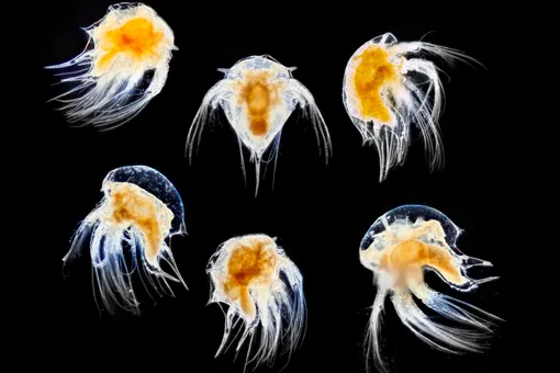 Деятельный балянус или коварная медуза: какое беспозвоночное вы сегодня?