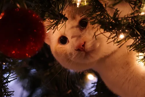 «Рождественское чудо»: в Великобритании кот вернулся к хозяевам спустя 11 лет