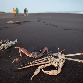 Росприроднадзор нашел многократное превышение допустимых концентраций нескольких веществ в пробах воды на Камчатке