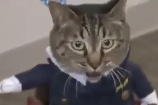 В Японии кошку на один день назначили начальником полиции. В прошлом году она спасла жизнь человеку
