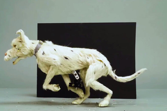 Вышло видео создания анимационной картины «Остров собак» Уэса Андерсона