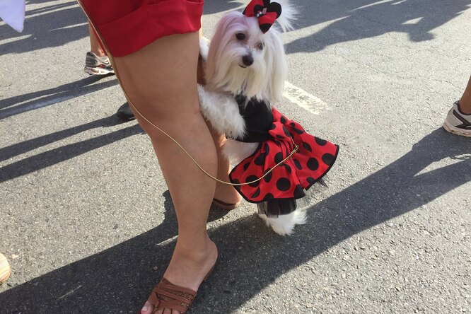 В Рио-де-Жанейро прошел парад собак. Питомцев одели в костюмы хот-дога, Минни-Маус и Супермена