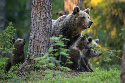 Под домом семьи из Калифорнии залегли в спячку пятеро медведей. Животные громко храпели всю зиму