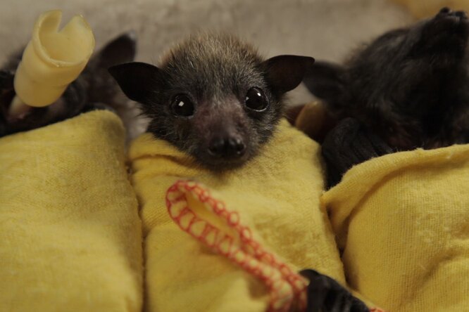 Маленькие летучие лисята, завернутые в крошечные одеяла: посмотрите, как в Австралии выхаживают осиротевших зверят