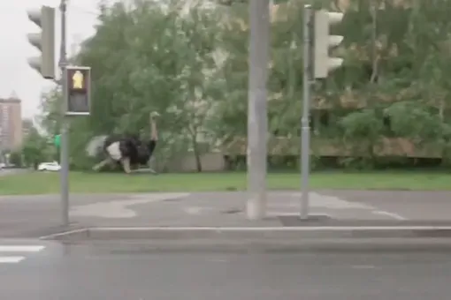 На улицах Москвы заметили бегающего с большой скоростью страуса