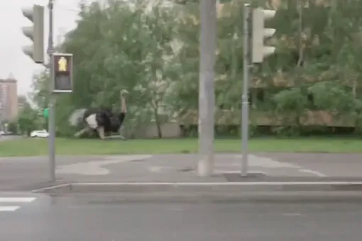 На улицах Москвы заметили бегающего с большой скоростью страуса На улицах Москвы заметили бегающего с большой скоростью страуса