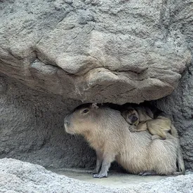 Обезьяна-ревун неожиданно подружилась с капибарой в Денверском зоопарке