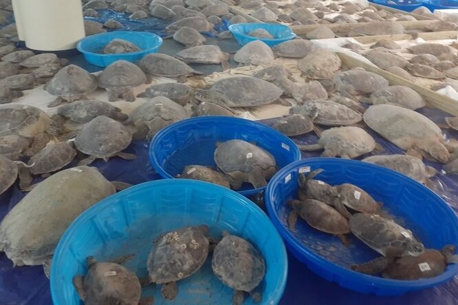 В Техасе волонтеры спасли более 4 тысяч морских черепах, которые пострадали из-за аномальных заморозков