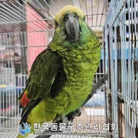 В южнокорейском кафе поймали попугая, ворующего кофе