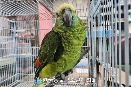 В южнокорейском кафе поймали попугая, ворующего кофе