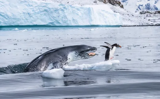 Пингвин Генту спасается от преследующего его леопардового тюленя.