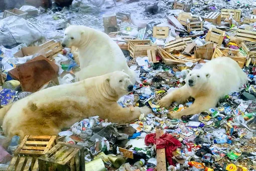 Белые медведи, которые наводнили поселок в Архангельской области, ушли