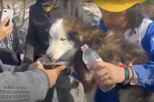 Из-под завалов в Турции спасли собаку. Она провела под обломками 23 дня — и чудом осталась жива
