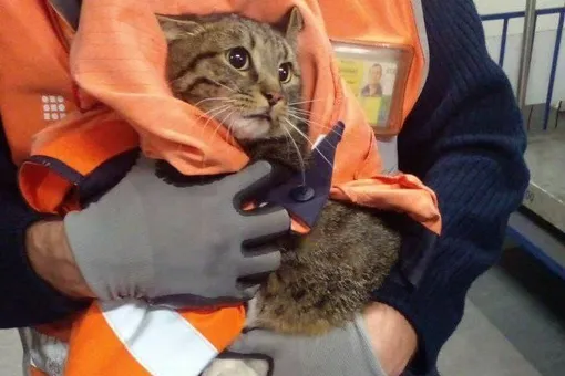 В аэропорту Внуково после недели поисков нашли сбежавшего из переноски кота по кличке Котик