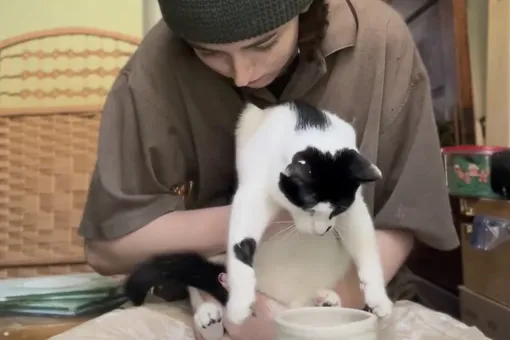 Познакомьтесь с котом-гончаром Момо. Он помогает хозяйке лепить горшки и собирает миллионы лайков Познакомьтесь с котом-гончаром Момо. Он помогает хозяйке лепить горшки и собирает миллионы лайков