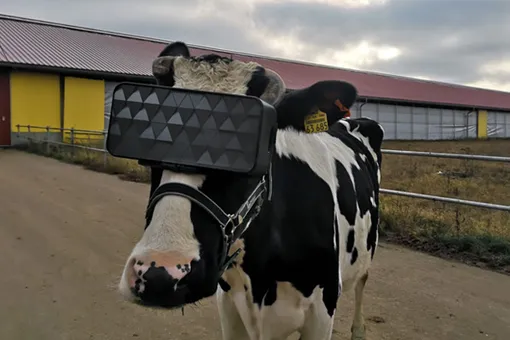 На подмосковной ферме коровам показали летнее поле через VR-очки. Это подняло им настроение