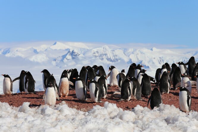 В Антарктиде с помощью спутников нашли ранее неизвестные колонии императорских пингвинов