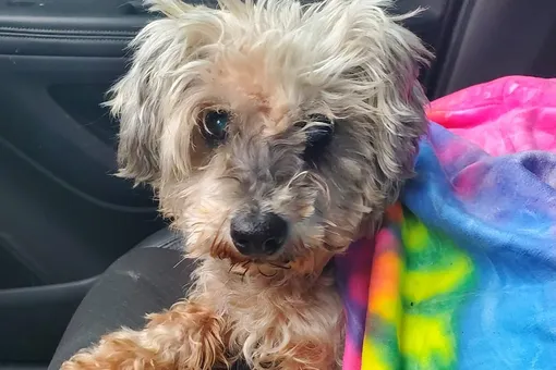 В Техасе нашли собаку, пропавшую перед ураганом в 2017 году, и вернули ее семье