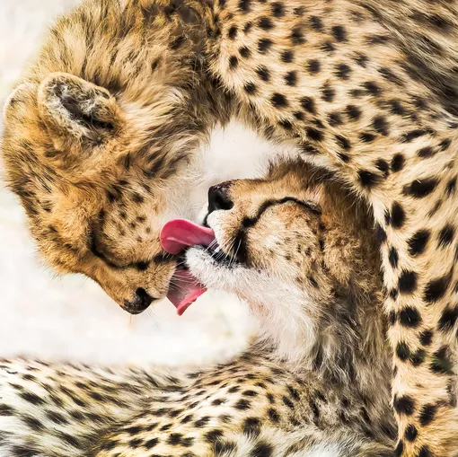 Natural World & Wildlife: Tai Chi Diagram by Guofei Li (China Mainland)Taken in Botswana, this picture features two cheetahs licking each other clean following a successful hunt – their position in the frame resembles the shape of a Yin and Yang symbolPhotograph: Guofei Li