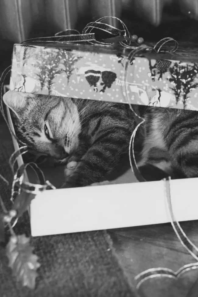 Домашние январские каникулы: 19 дел для приятного и полезного времяпровождения