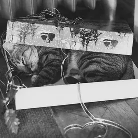 Домашние январские каникулы: 19 дел для приятного и полезного времяпровождения