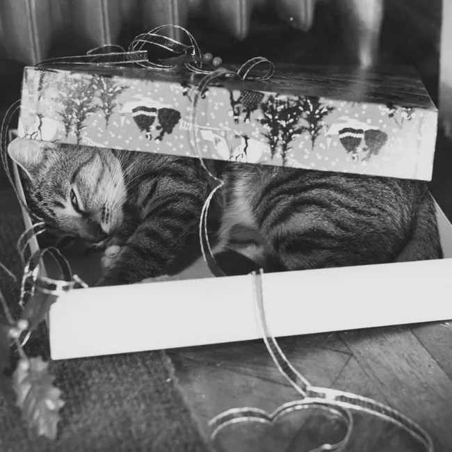 Домашние январские каникулы: 19 дел для приятного и полезного времяпровождения