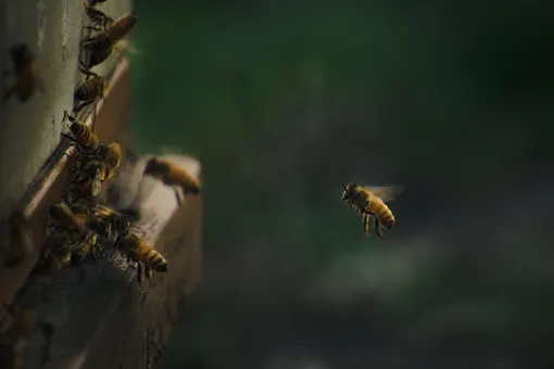 Королевских пчел из Букингемского дворца уведомили о смерти Елизаветы II. Пчеловоды постучали в каждый улей
