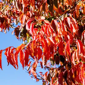 В Москве в конце сентября ожидаются заморозки В Москве в конце сентября ожидаются заморозки
