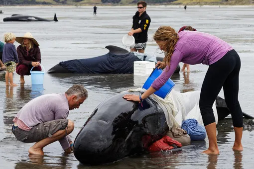В Новой Зеландии спасли 28 черных дельфинов, выбросившихся на побережье