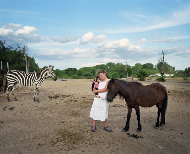 Зебра и пони