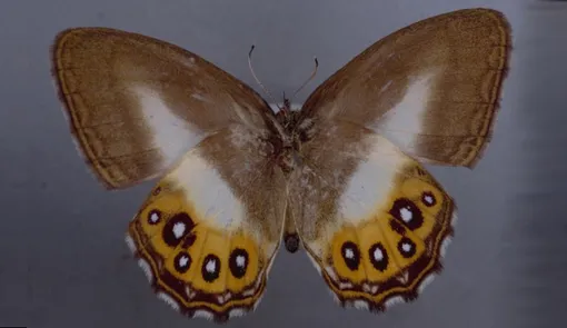 Saurona triangula Saurona triangula